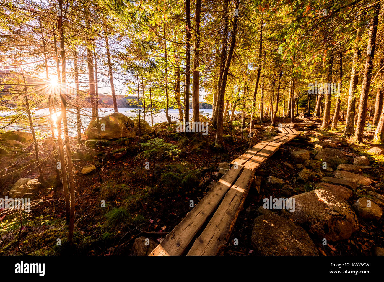 Sonnenaufgang über den Jordan Teich und der Spaziergang durch den Wald im Acadia National Park. Stockfoto
