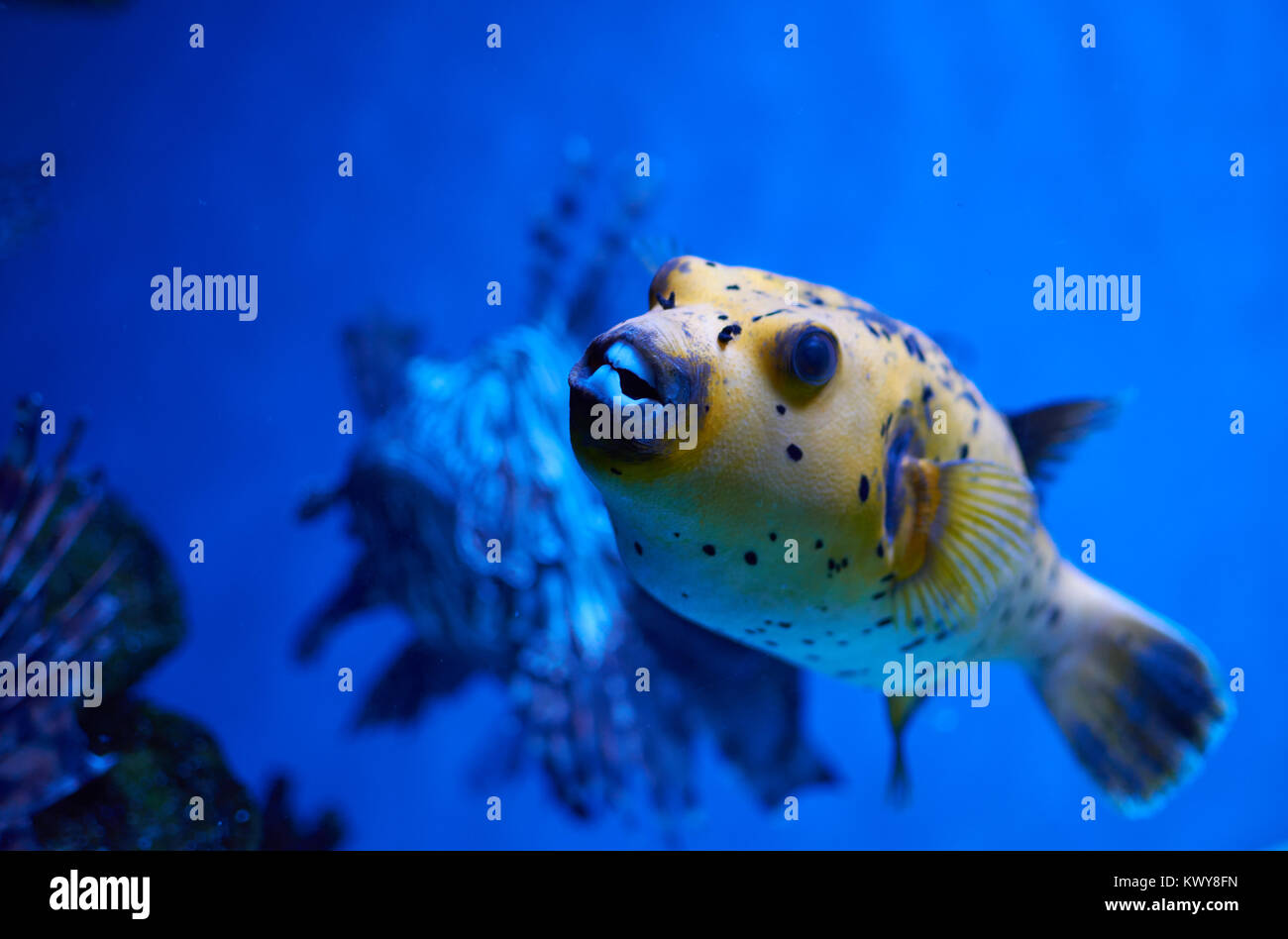 Arothron nigropunctatus Gelb. Giftige fugy Fisch und roten Feuerfische hinter Stockfoto