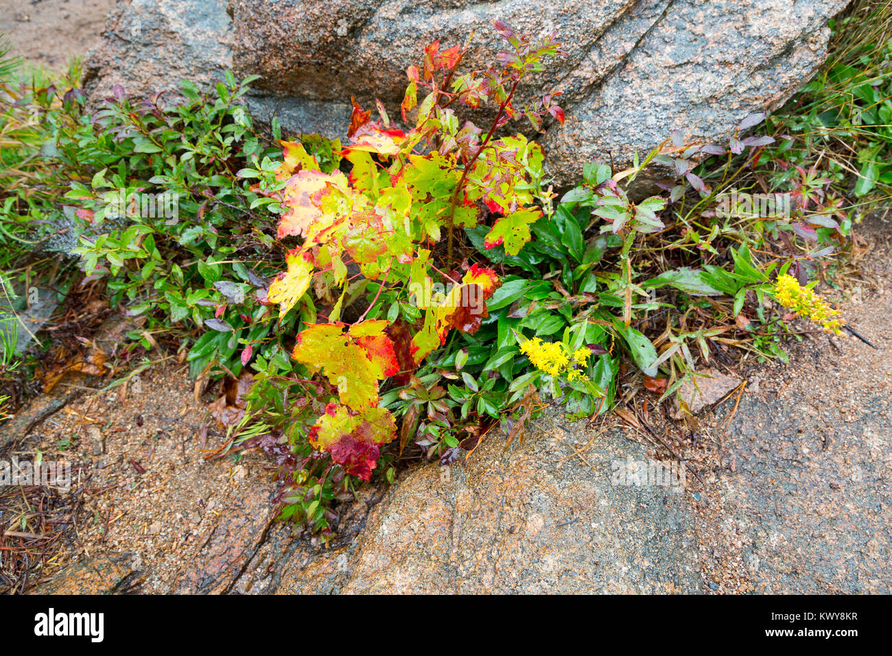 Kleine Blätter und Masse Bürste wachsenden Risse in den Felsen rot für den Herbst. Acadia National Park, Maine Stockfoto
