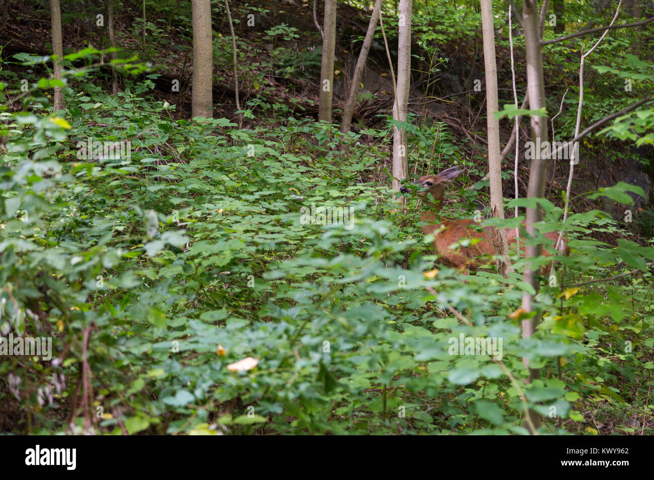 Ein whitetail Deer doe Nahrungssuche in Büschen und Vegetation. Rockefeller State Park, New York Stockfoto