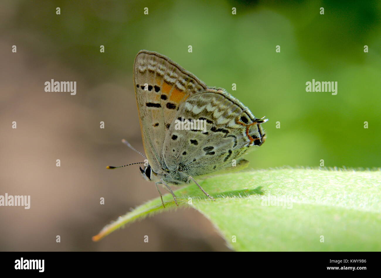 Schmetterling auf Blatt Stockfoto