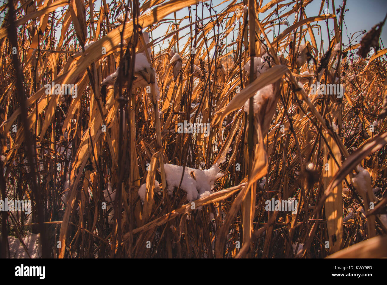 Schneebedecktes Feld Stockfoto