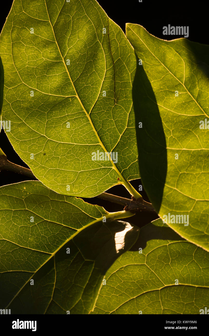 Beleuchtete grüne Blätter Stockfoto