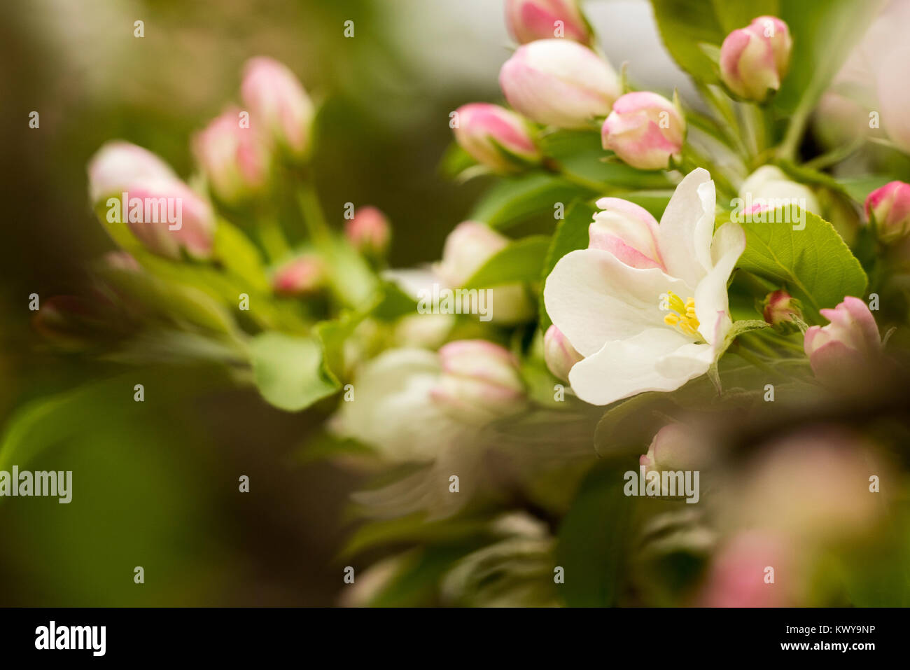 Apfelblüten im Frühling. Stockfoto