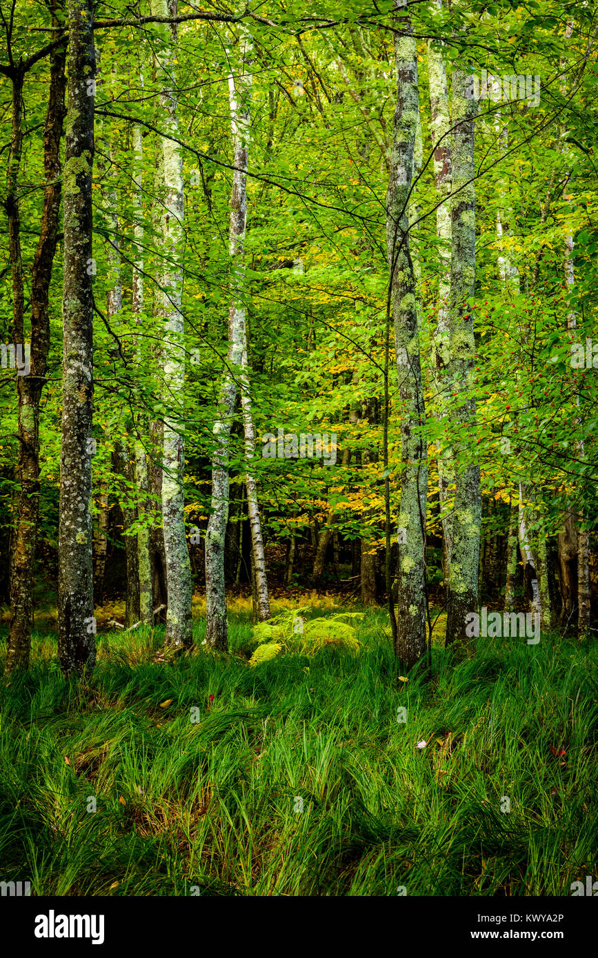 Wald und Seggen in Sieur de Monts im Acadia National Park. Stockfoto