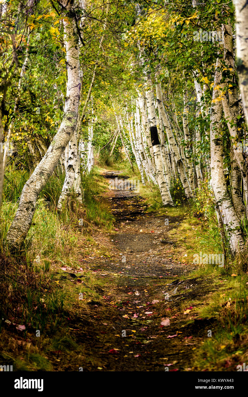 Wanderweg durch Birken in Sieur de Monts im Acadia National Park. Stockfoto