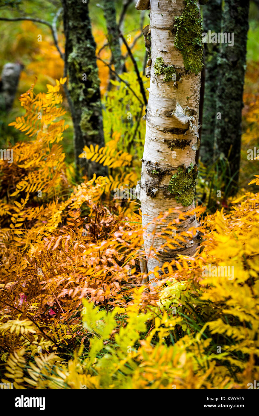 Herbstlaub in Sieur de Monts im Acadia National Park. Stockfoto