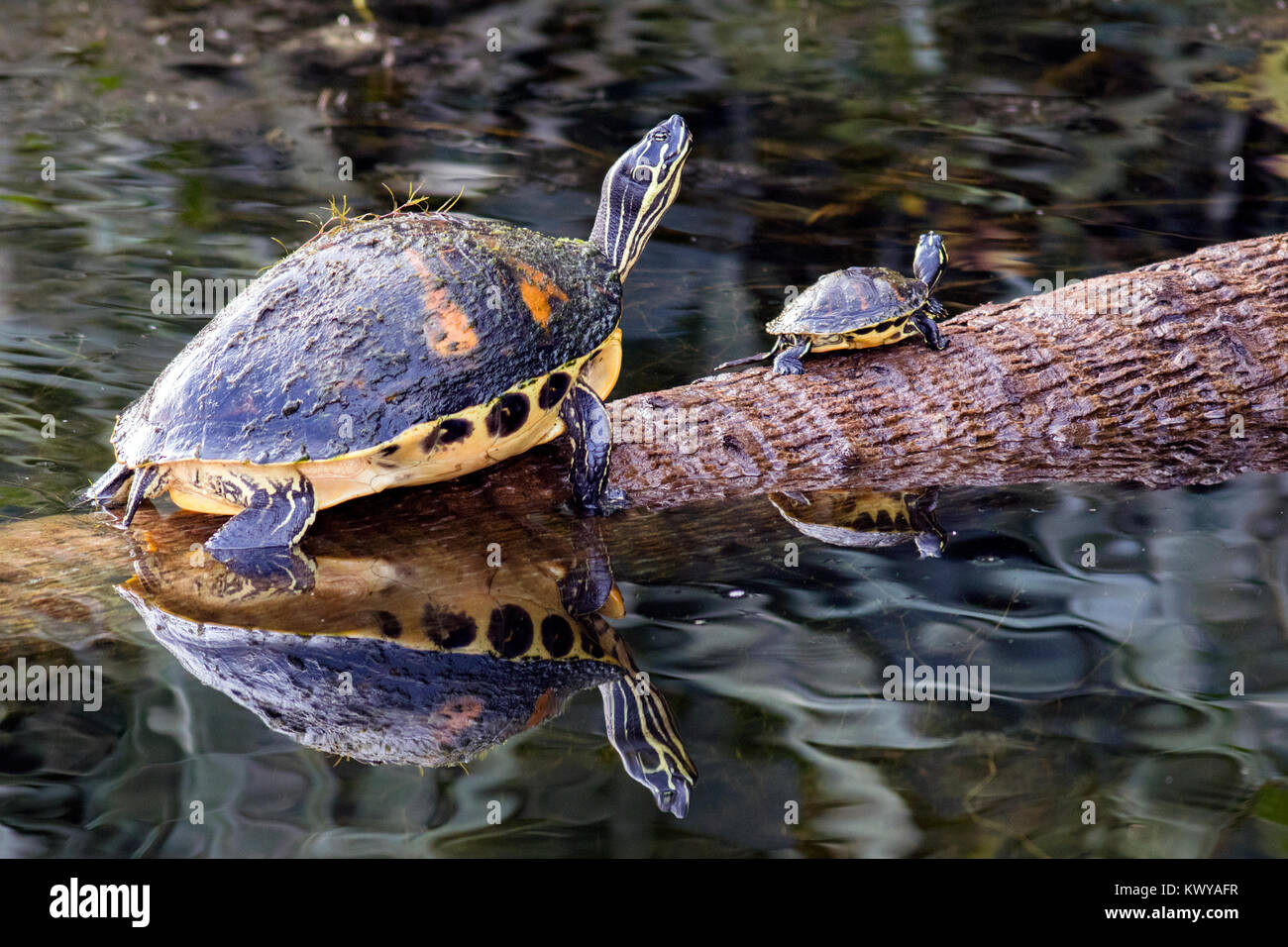 Florida Red-bellied Schildkröten - Green Cay Feuchtgebiete, Boynton Beach, Florida, USA Stockfoto