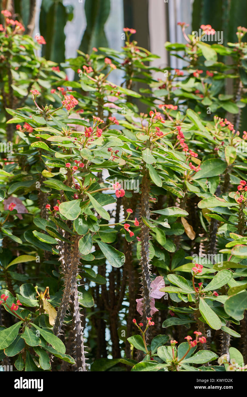 Euphorbia milii (auch als die Dornenkrone bekannt, Christus oder Christus Thorn). Eine blühende Pflanze im wolfsmilch Familie Euphorbiaciae. Stockfoto