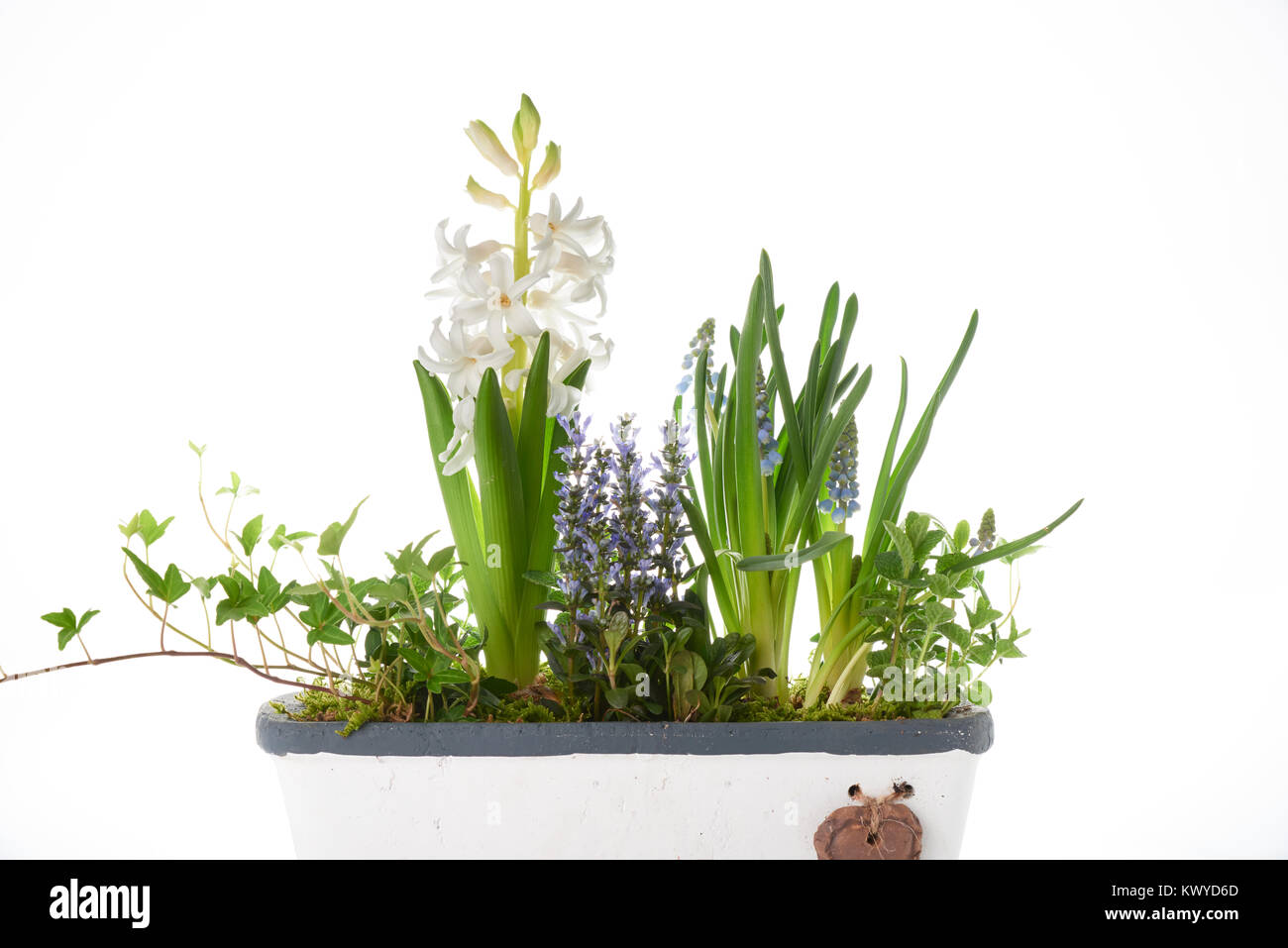 Blumentopf mit hyazinthe, Lavendel und Efeu, isoliert auf Weiss. Stockfoto