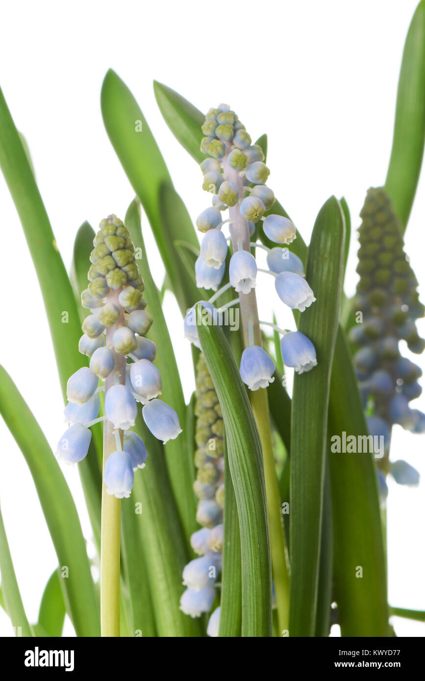 Muscari, auch genannt Traubenhyazinthen, ist eine Pflanzenart aus der Gattung der mehrjährigen Pflanzen, die Spitzen der dichten produzieren, meist blau, urn-förmigen Blüten ähneln bu Stockfoto