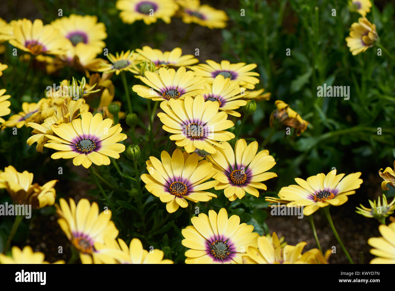 Osteospermum, auch als afrikanische Daisy, Cape Daisy oder Blue-eyed Daisy, ist eine Gattung von Blütenpflanzen in der Calenduleae Stamm. Stockfoto