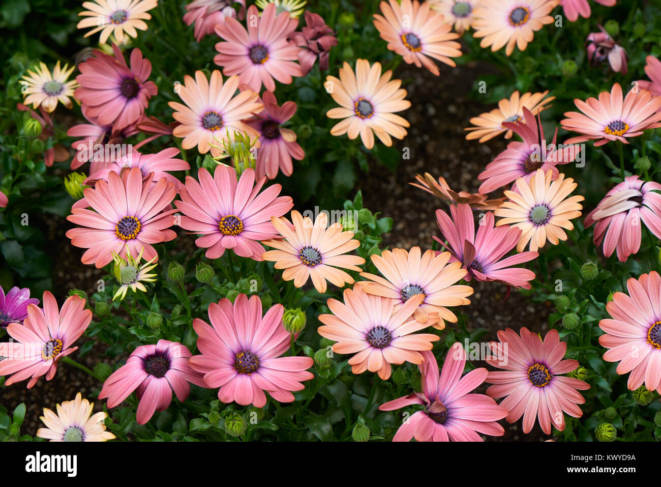 Osteospermum, auch als afrikanische Daisy, Cape Daisy oder Blue-eyed Daisy, ist eine Gattung von Blütenpflanzen in der Calenduleae Stamm. Stockfoto