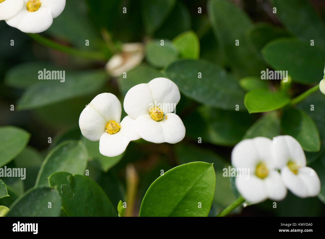 Euphorbia milii, (auch als die Dornenkrone bekannt, Christus oder Christus Thorn), eine blühende Pflanze im wolfsmilch Familie Euphorbiaciae. Stockfoto