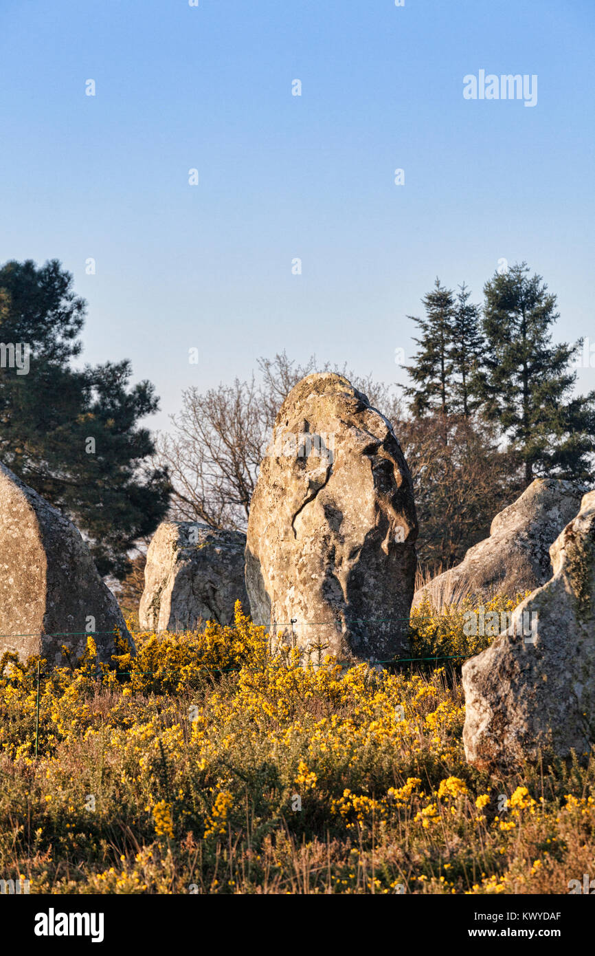 Standing Stones in Carnac, Bretagne, Frankreich, ein UNESCO-Weltkulturerbe und eine große touristische Attraktion. Stockfoto