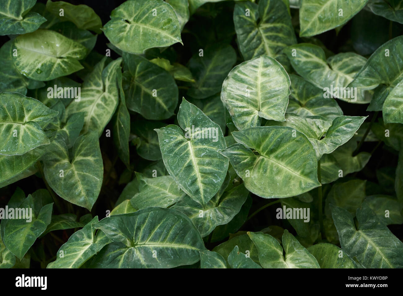 Syngonium podophyllum, eine Spezies von aroid und am häufigsten kultivierten Arten in der Gattung Syngonium. Stockfoto