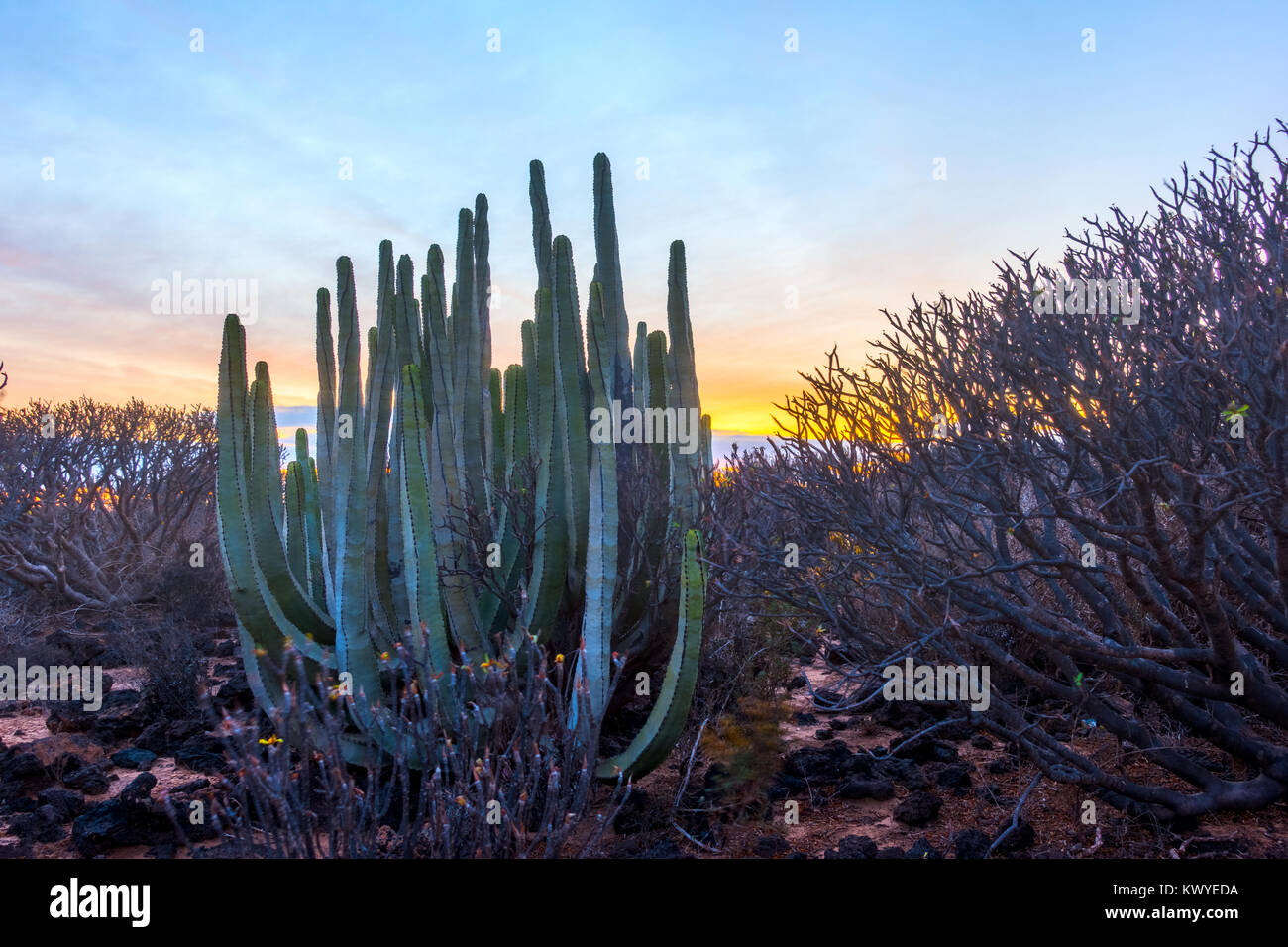 Wüste mit Pflanzen bei Sonnenuntergang inTenerife Insel, Kanarische Inseln. Anlage: die Kanaren Wolfsmilch (Euphorbia canariensis) Stockfoto