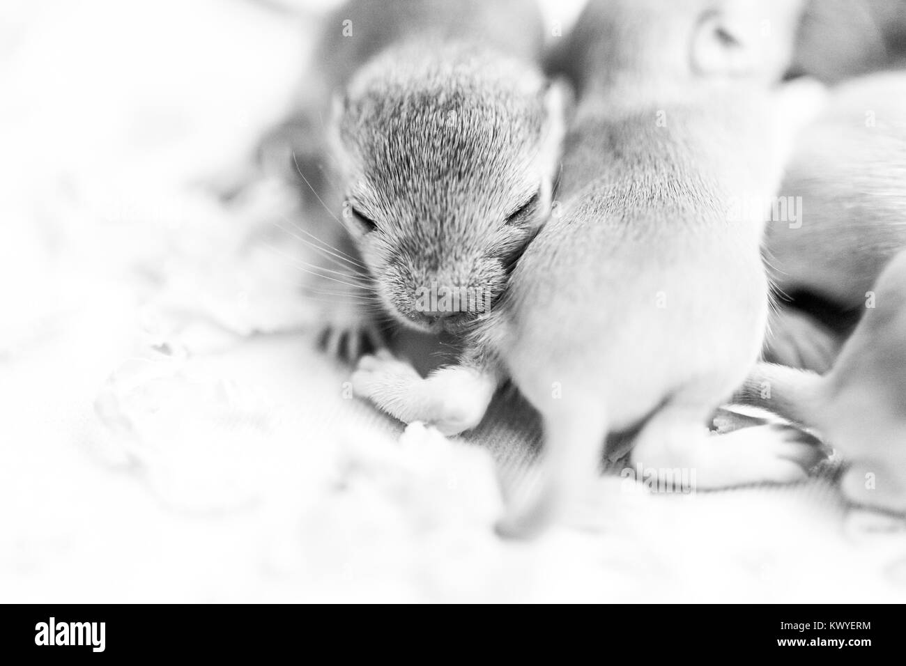 Kleine süße Mäuse schlafen Babys. Makro Bild. Stockfoto