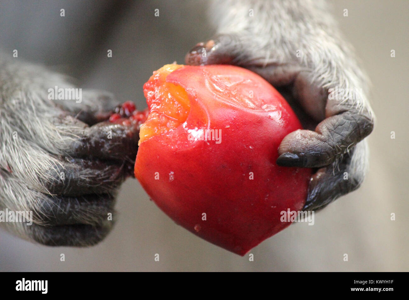 Monkey Hand und Essen rote Früchte Stockfoto