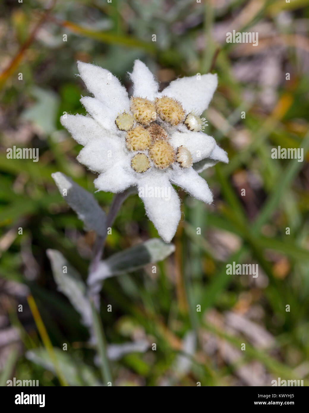 Leontopodium alpinum. Stella Alpina. Edelweiß. Alpenblume in den Dolinen. Italienische Alpen. Stockfoto