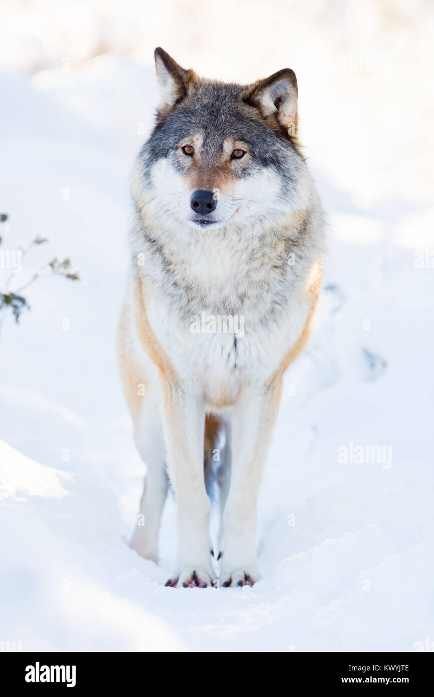 Wolf steht im wunderschönen Winterwald Stockfoto