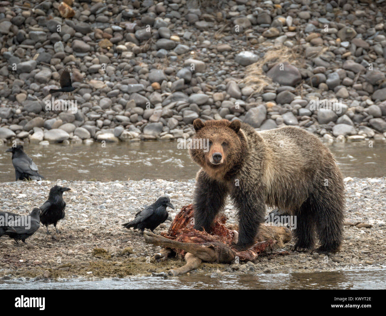 Grizzly Bear und Raben teilen Elk töten Yellowstone National Park Stockfoto