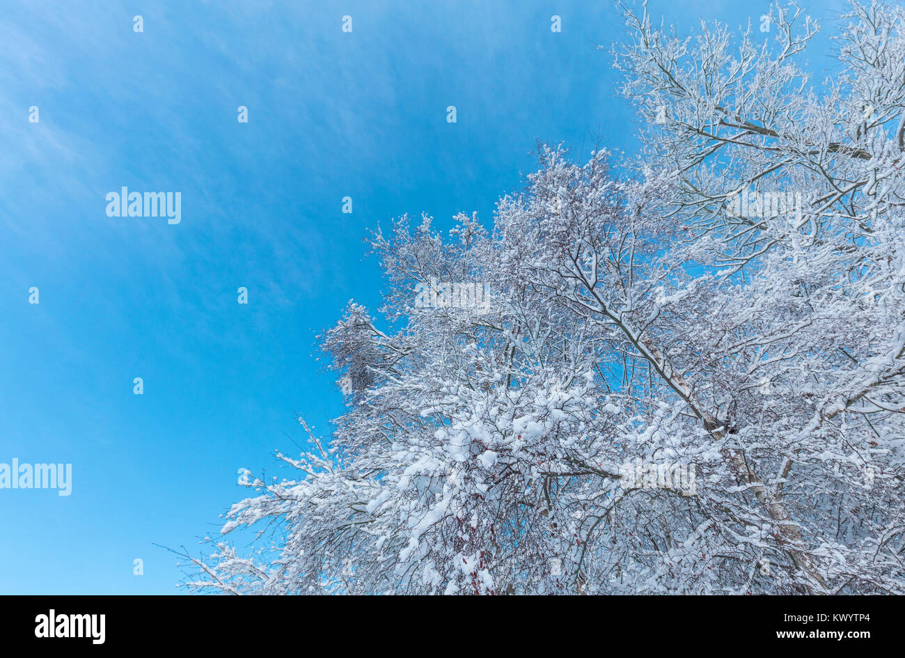 Suche auf Baum barnches im Schnee gegen den blauen Himmel Hintergrund Stockfoto