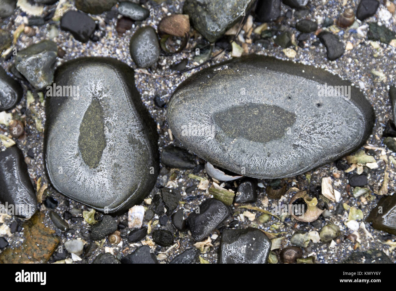 Ringe Von Salz Ausfallenden Auf Strand Steine Als Meer Wasser
