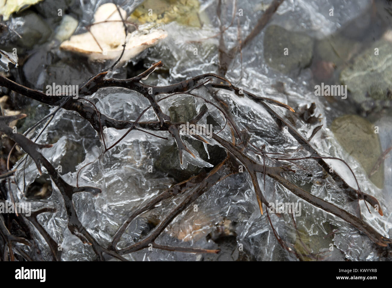 Rockweed in einem gezeitentümpel eingefroren, Bar Harbor, Maine Stockfoto