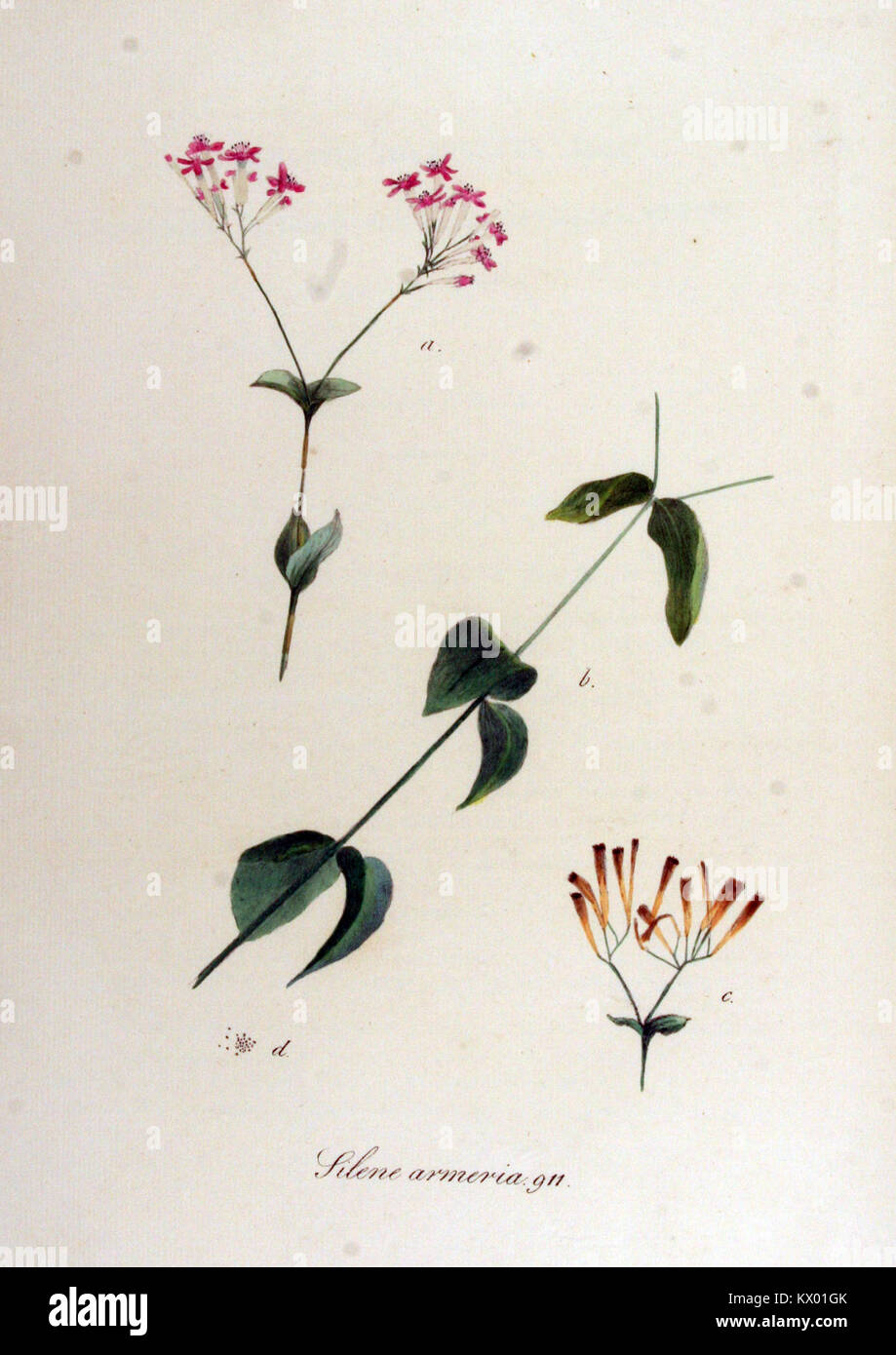 Eine botanische Illustration von *Silene armeria*, die in *Flora Batava* gezeigt wird und die detaillierte Struktur der Pflanze und ihren Platz in den botanischen Studien zeigt. Stockfoto