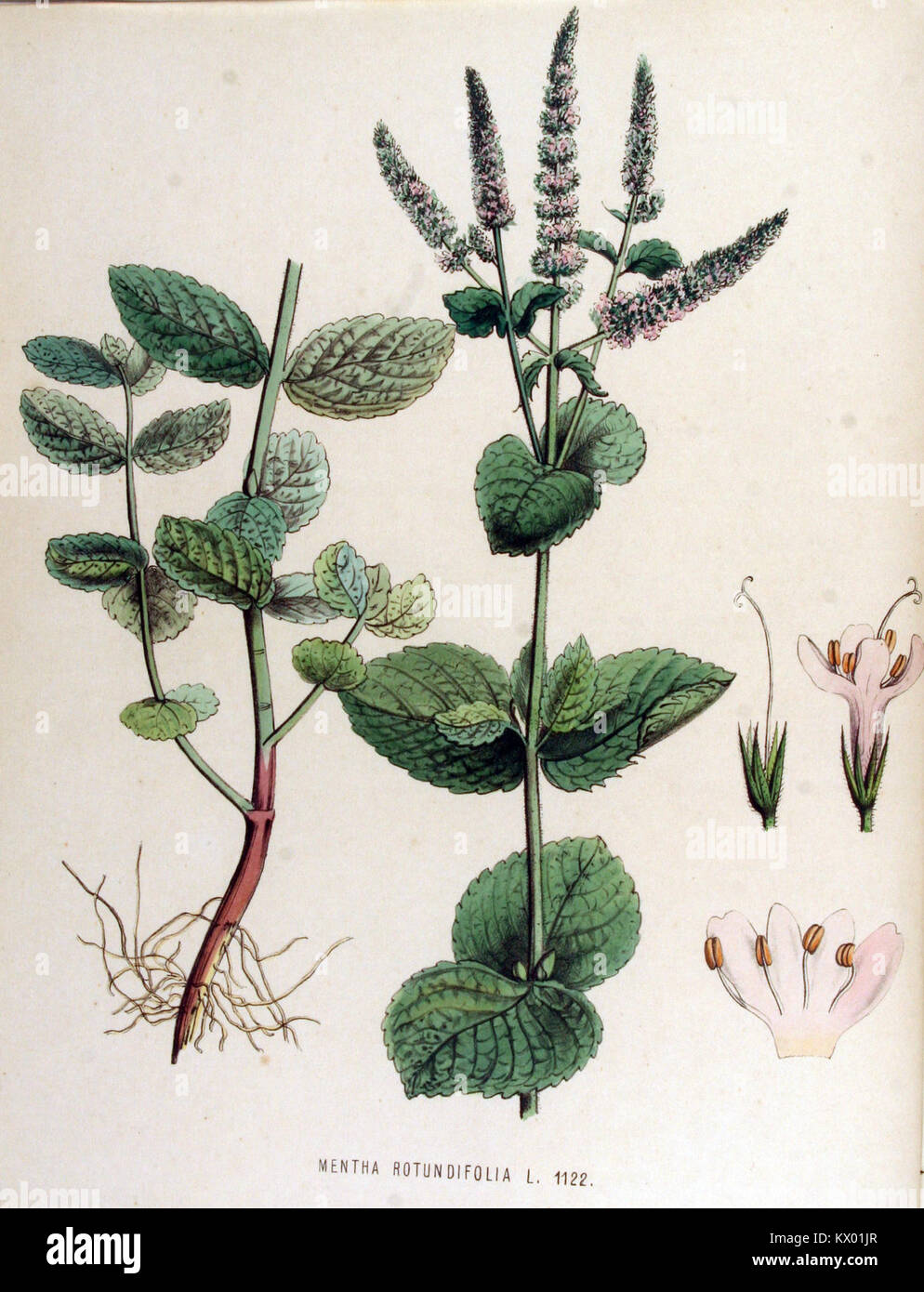 Eine botanische Illustration von *Mentha rotundifolia*, allgemein bekannt als Rundblättrige Minze, aus der *Flora Batava* Serie. Die Arbeit hebt die einzigartigen Eigenschaften der Pflanze und ihren Platz in den botanischen Studien hervor. Stockfoto
