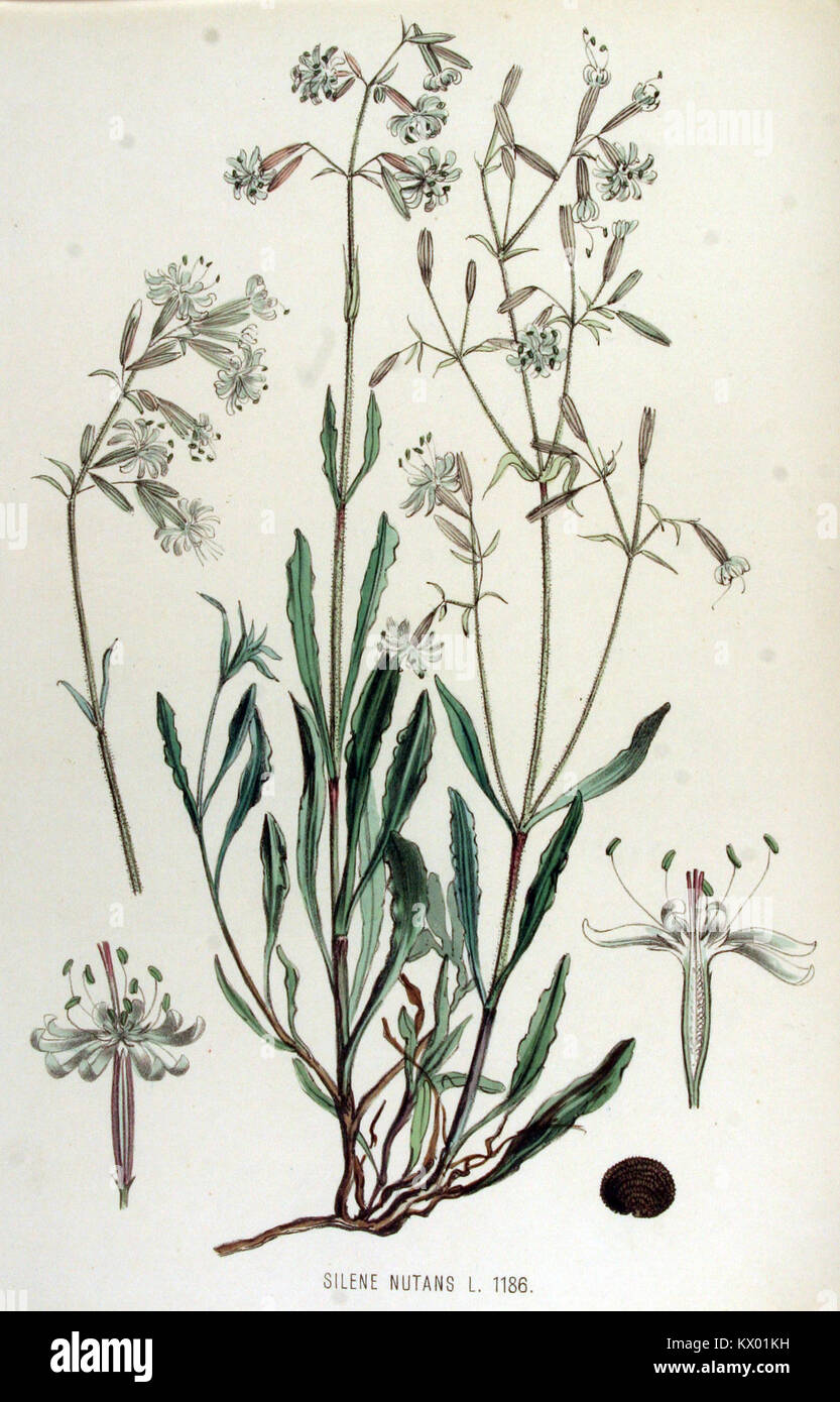 Silene nutans, dargestellt in der „Flora Batava“-Serie, ist eine blühende Pflanze aus Europa. Dieses Bild aus dem botanischen Werk hebt seine Merkmale hervor, einschließlich seiner markanten Blütenstruktur und seines Lebensraums. Stockfoto