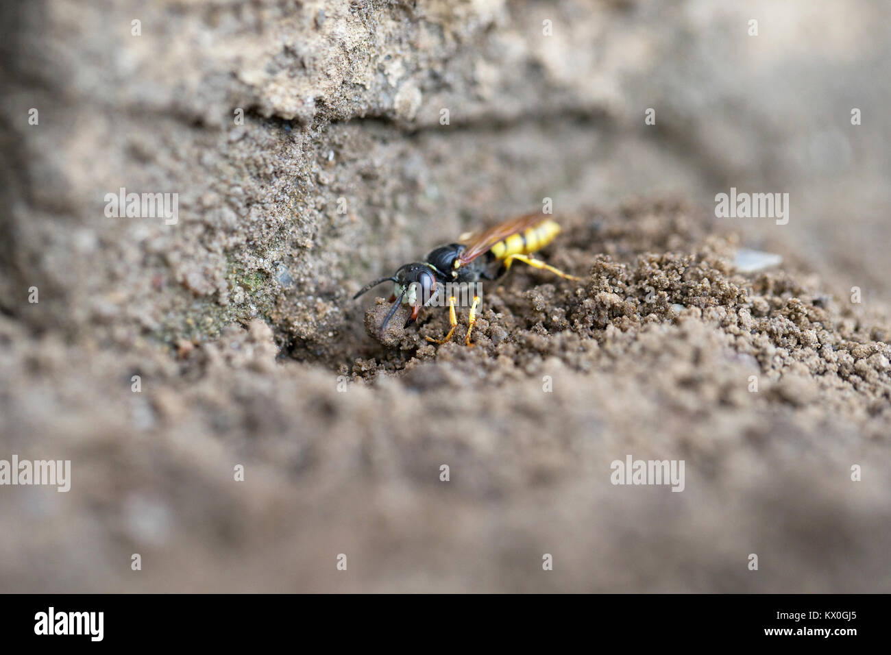 Europäischen Beewolf (Philanthus triangulum) Stockfoto