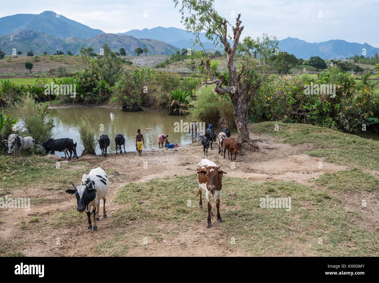 Zebu, einem lokalen Rinderrasse, Trinken an einem Wasserloch. Madagaskar, Afrika. Stockfoto