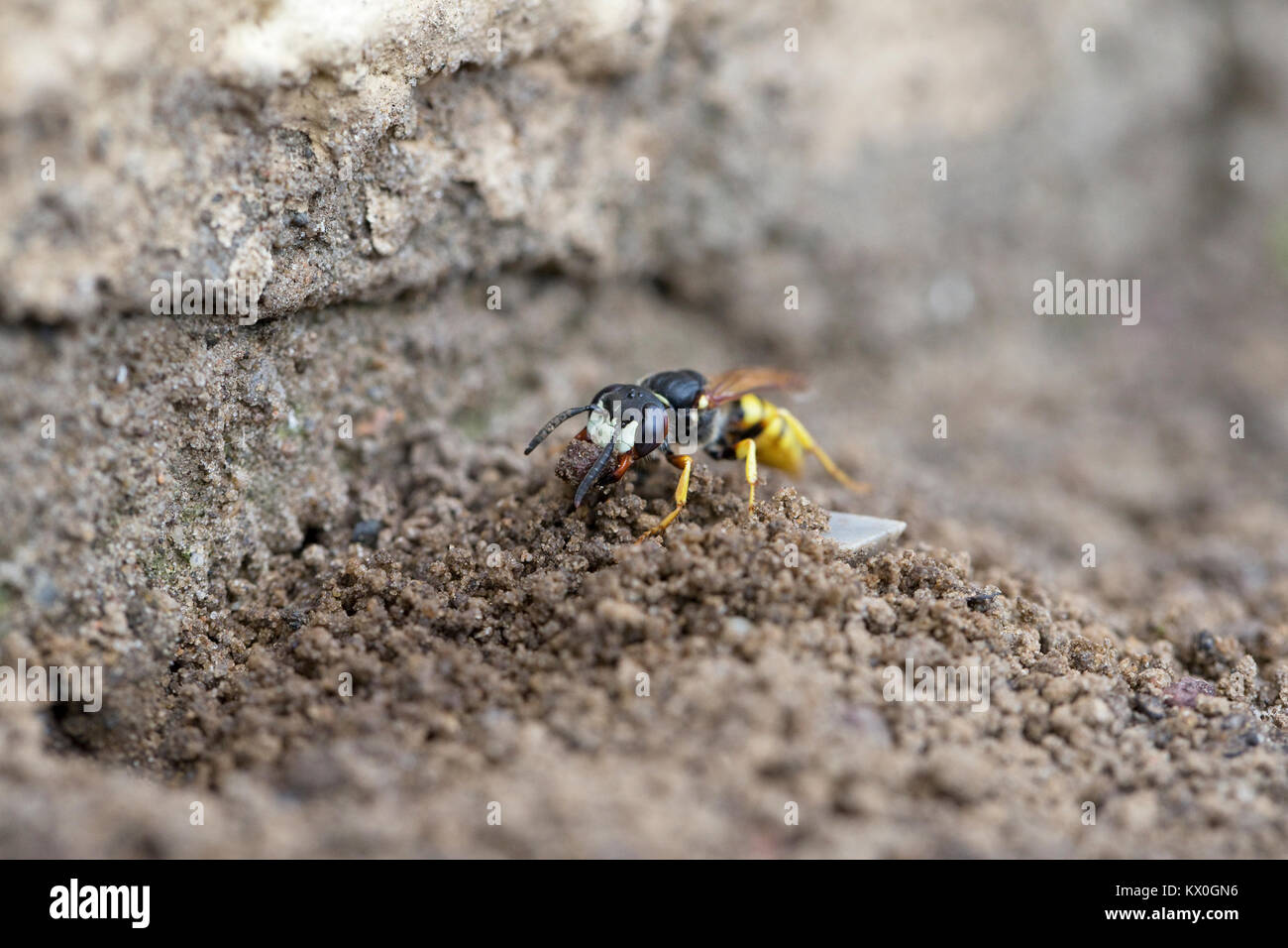 Europäischen Beewolf (Philanthus triangulum) Stockfoto