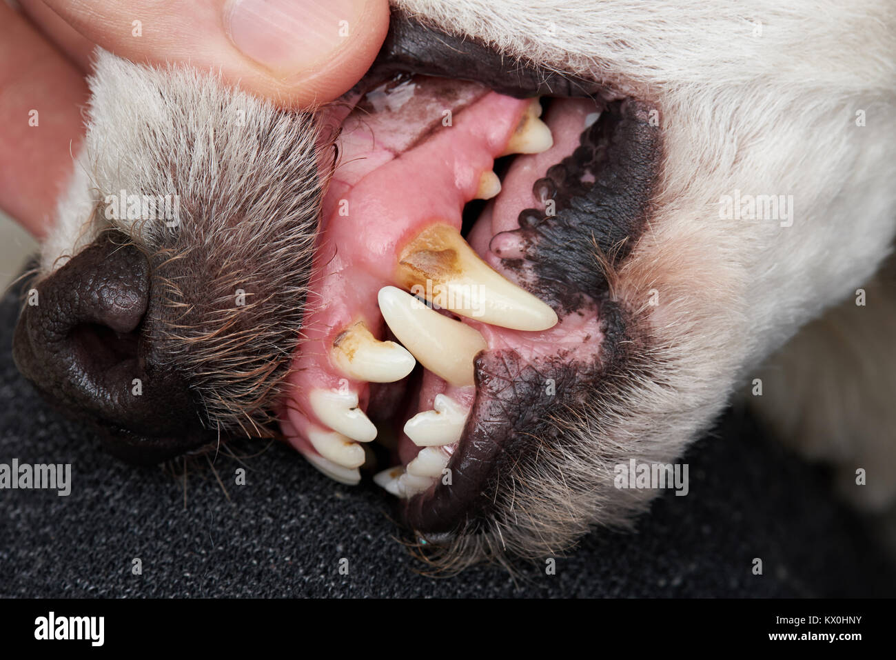 Reinigung hund Zähne Service. Nahaufnahme der Hund die Zähne Stockfoto