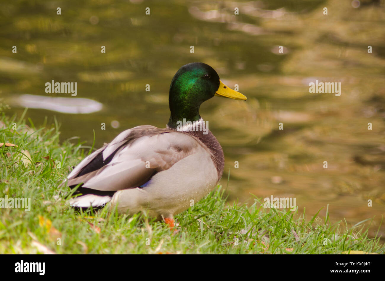 Ente männlich auf dem See, das Sitzen auf dem Gras Stockfoto