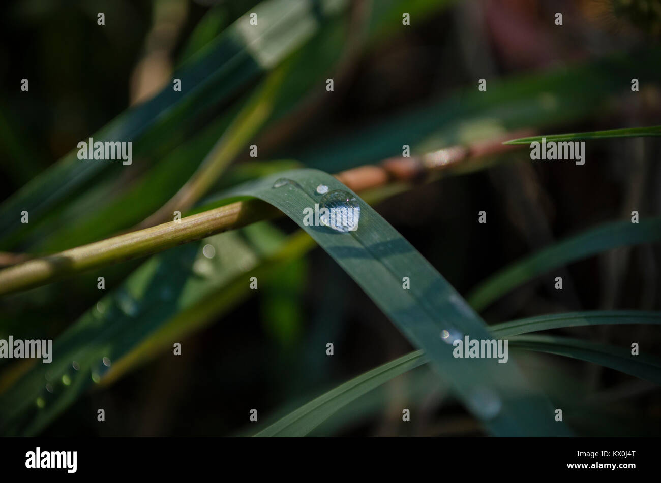 Makro Nahaufnahme von Wassertropfen auf grünem Gras blade Stockfoto