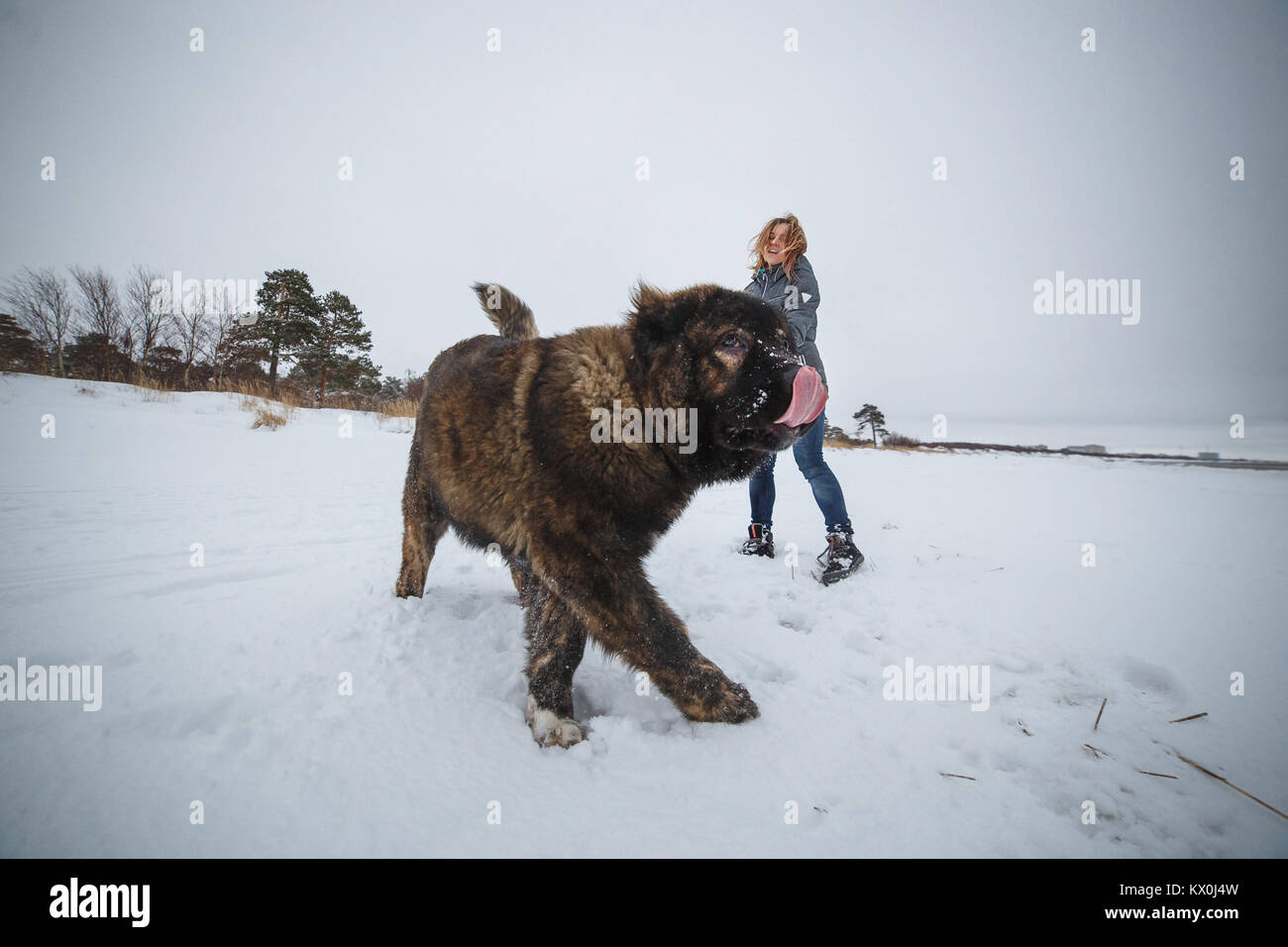 Zarte Mädchen mit ihren großen kaukasischen Schäferhundes Spaß im Winter Forest Stockfoto