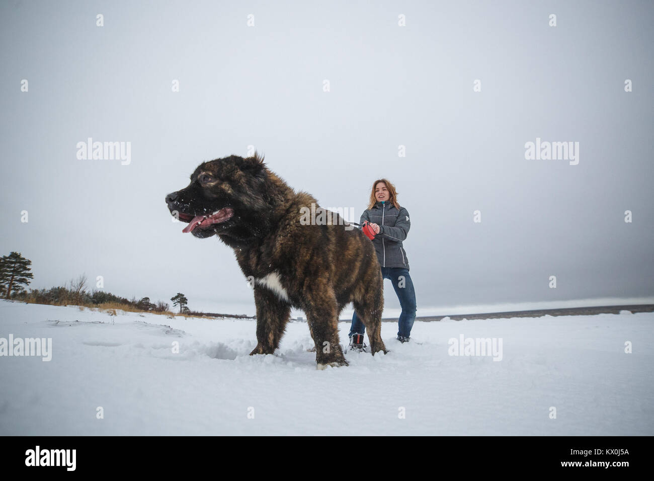 Zarte Mädchen mit ihren großen kaukasischen Schäferhundes Spaß im Winter Forest Stockfoto