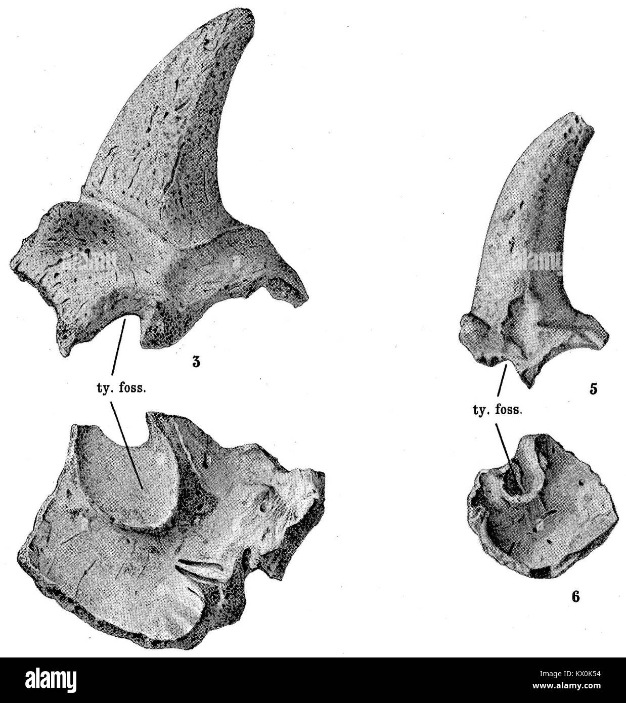 Meiolania mackayi ist eine ausgestorbene Art großer Landschildkröte aus Australien, die aus Fossilien aus dem Pleistozän bekannt ist. Stockfoto