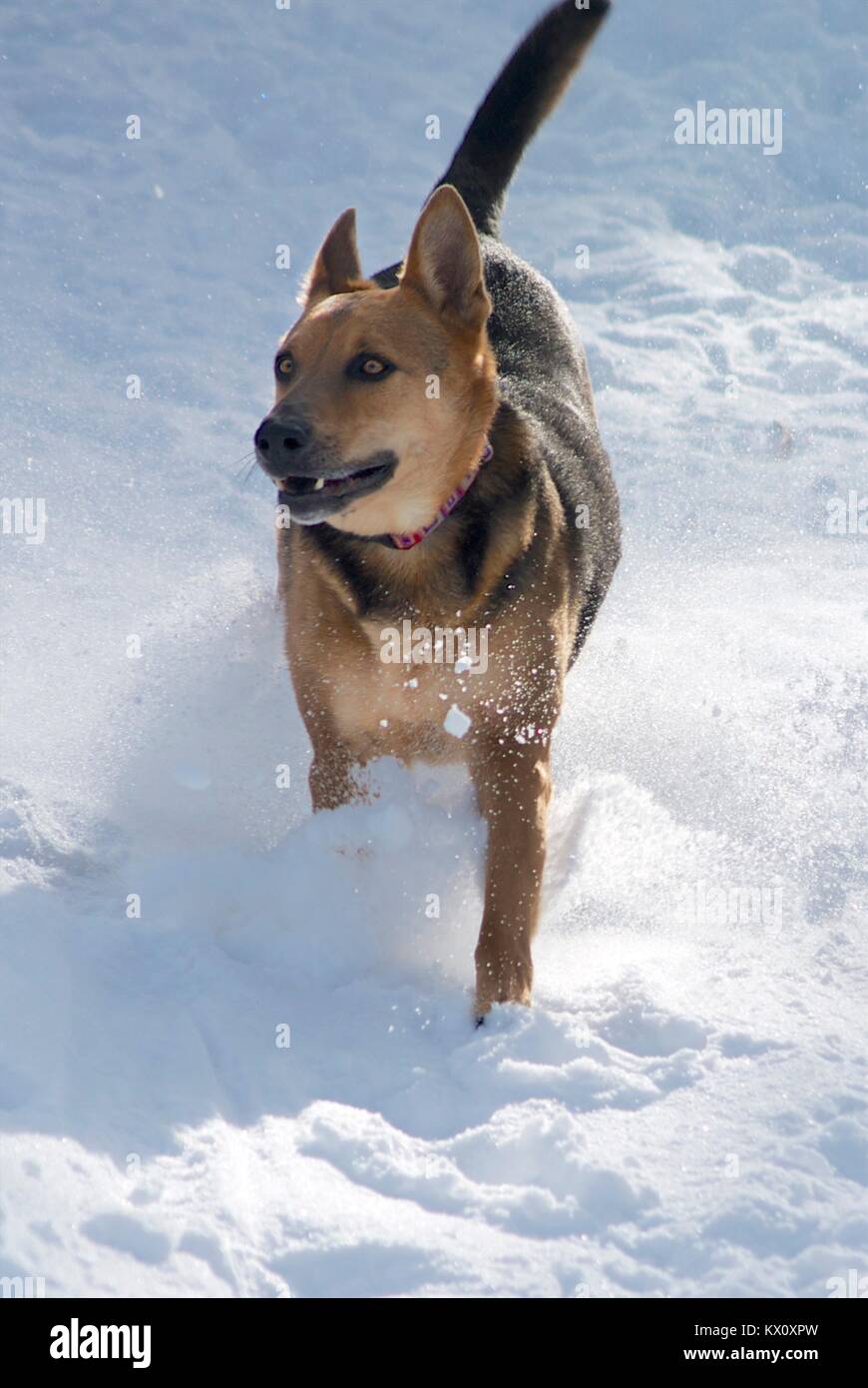 Deutscher Schäferhund im Schnee spielen Stockfoto