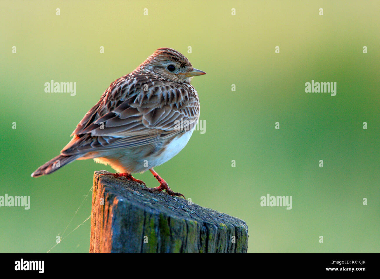Polen, Biebrzanski Nationalpark - Nahaufnahme eines Skylark Vogel - Latein: Alauda arvensis Stockfoto