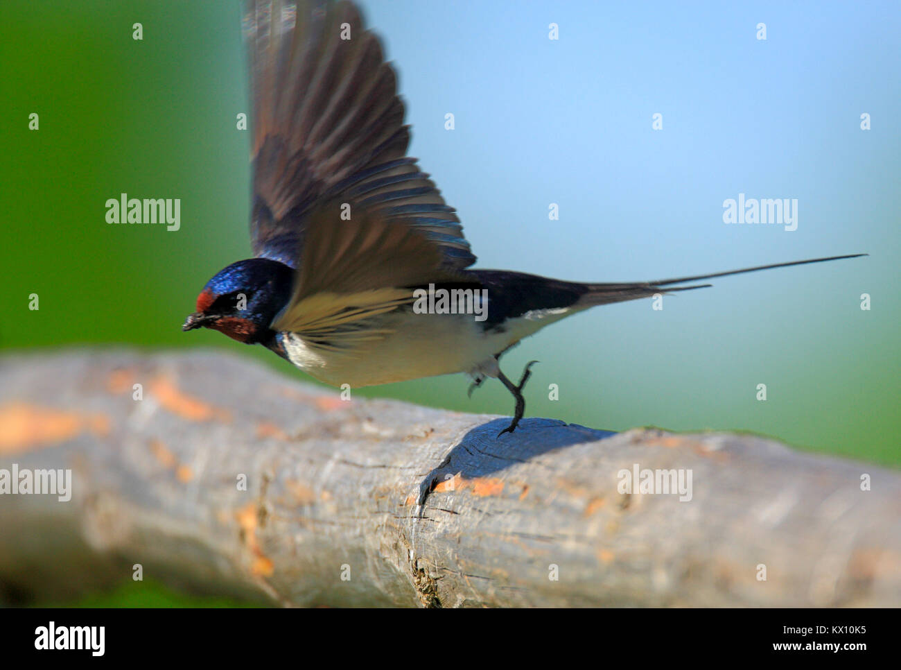 Polen, Biebrzanski Nationalpark - Nahaufnahme einer Scheune vogel Schwalbe - Latein: Hirundo Rustica Stockfoto
