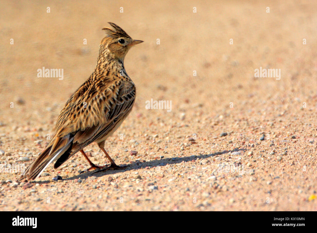 Polen, Biebrzanski Nationalpark - Nahaufnahme eines Skylark Vogel - Latein: Alauda arvensis Stockfoto
