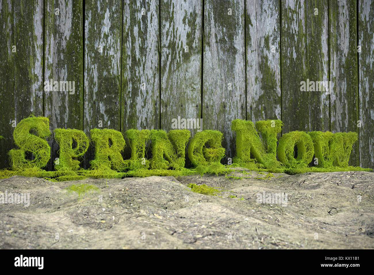 3D-Rendering von frischem grünen Frühling jetzt Text von Efeu Ästen gebildet Ggeen alten hölzernen Zaun Stockfoto