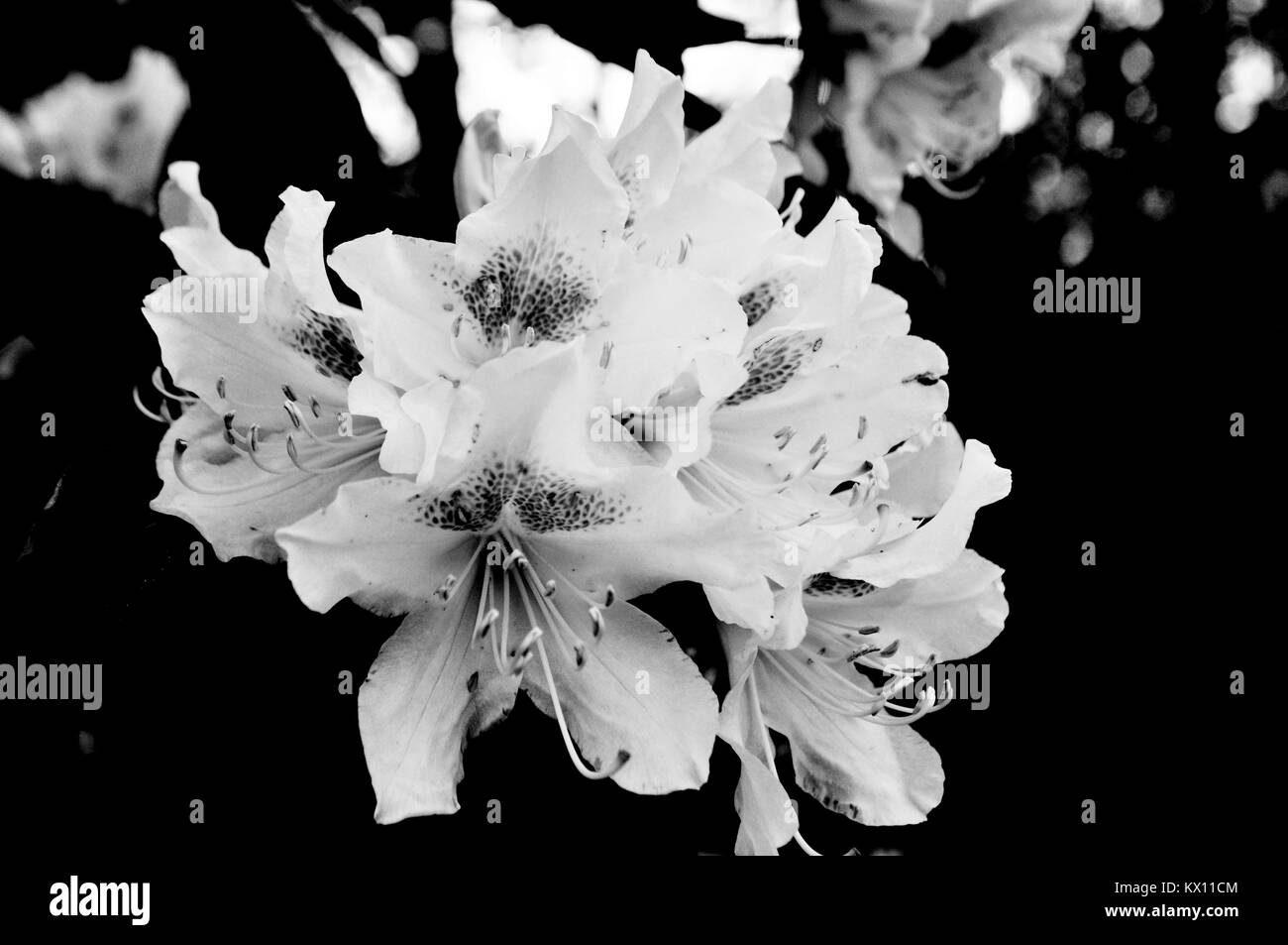 Blomming weiße Blumen auf schwarzem Hintergrund Stockfoto