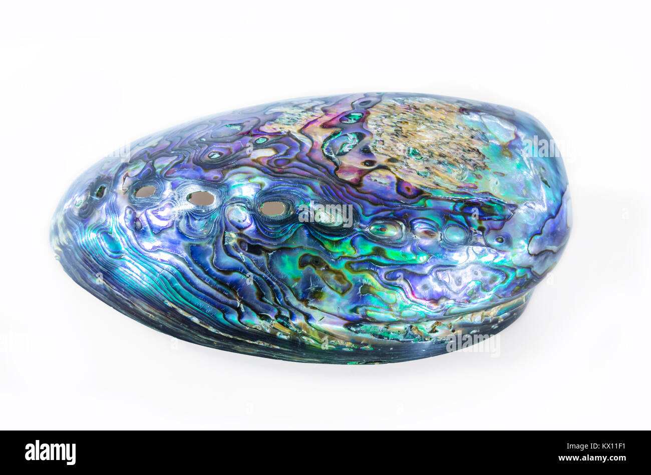 Neuseeland Paua Shell (Haliotis Iris) auf weißem Hintergrund. Stockfoto