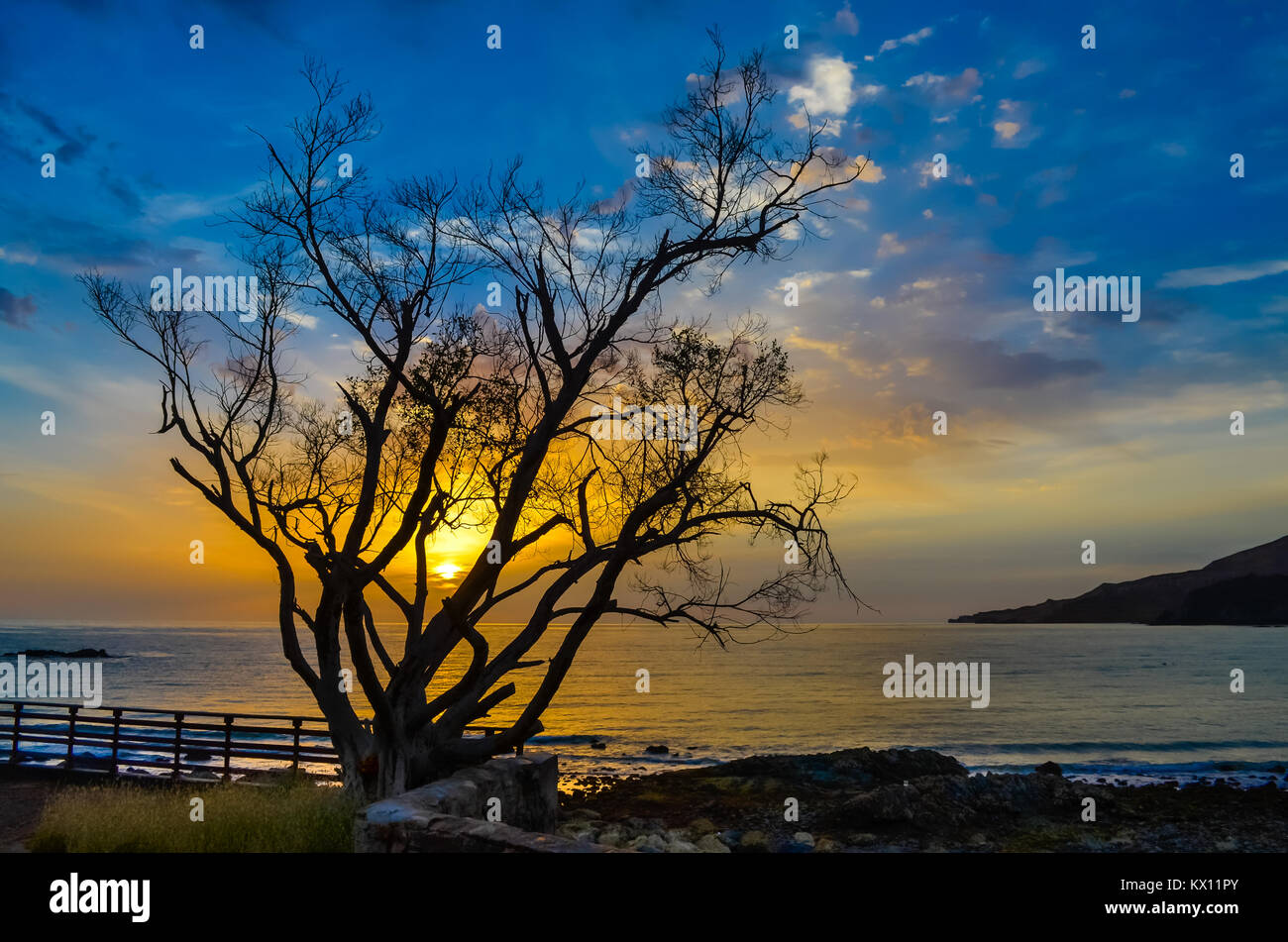 Blau und orange Tönen von Sunrise durch die Hindernisse eines Baumes. Stockfoto