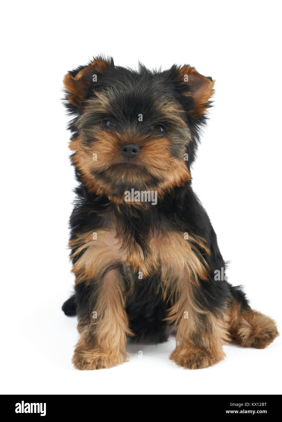 Kleine und niedliche Welpen der Yorkshire-Terrier, isoliert auf weiss Stockfoto